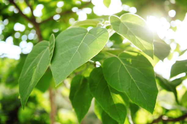 新鲜和绿色的叶子。图片下载