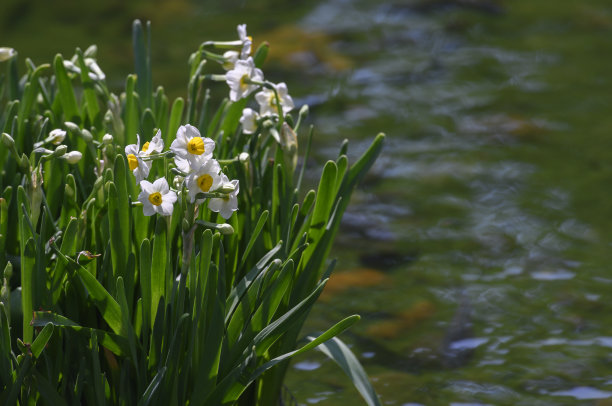 水仙花图片下载