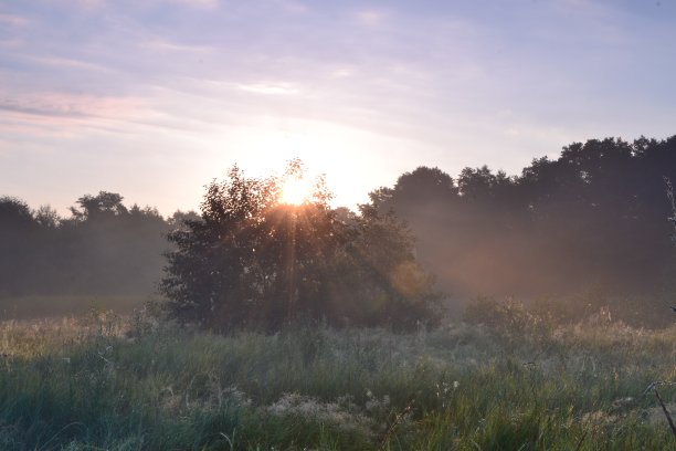 树林中的日出图片下载