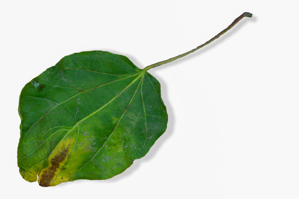 叶子，绿色，裁剪，白色背景，单一对象图片下载