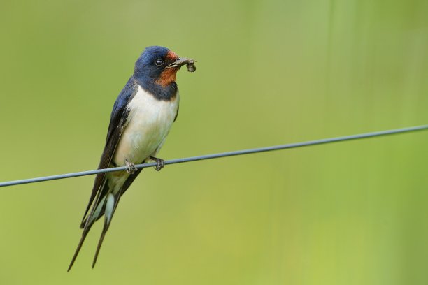谷仓燕子 - 希伦多生锈图片下载