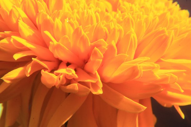 橙色万寿菊花背景图片下载