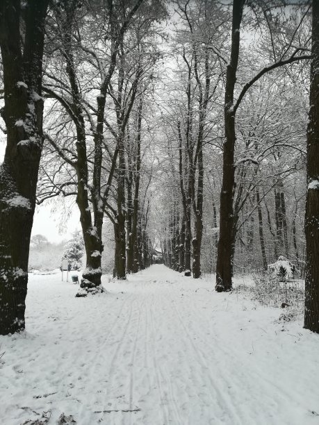 冬天的公园小巷图片下载