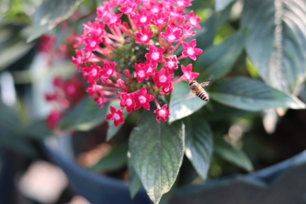 香港公园图片下载