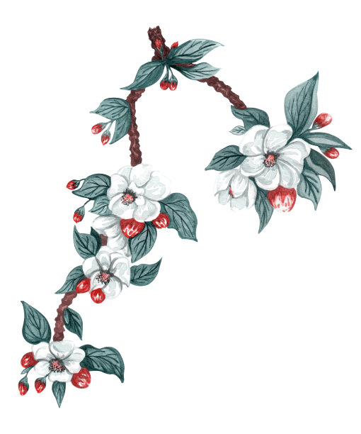 水彩手绘樱花枝。背景有开花的樱桃、苹果、李树的树枝。图片下载