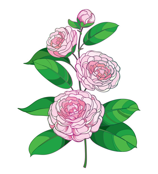 矢量花束与轮廓山茶花在粉，芽和绿色叶孤立在白色的背景。图片下载