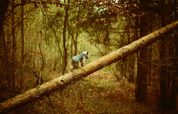 森林里的宠物。图片下载