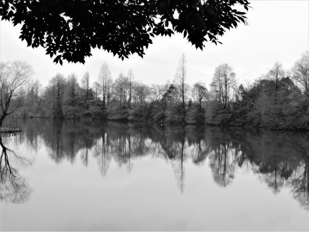 冬天。日本。池塘。和平的景象。图片下载