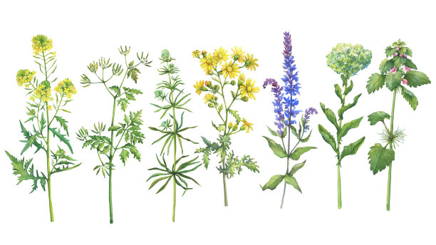 与野生植物(鼠尾草，芥末，红死荨麻，豚草，cliv，铁杉，三叶草)。水彩手绘插图孤立的白色背景。图片下载