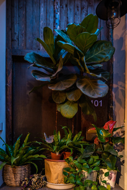 绿色植物-茂盛图片下载