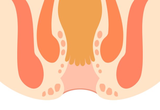肛门的结构肛门的结构图片下载