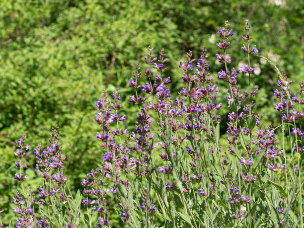 鼠尾草，鼠尾草-在许多烹饪和药物中使用的基本草本植物图片下载