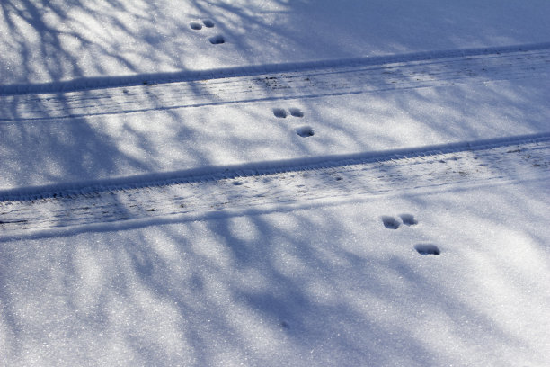 兔子的足迹穿过轮胎印在冬季的风景抽象背景与深雪图片下载