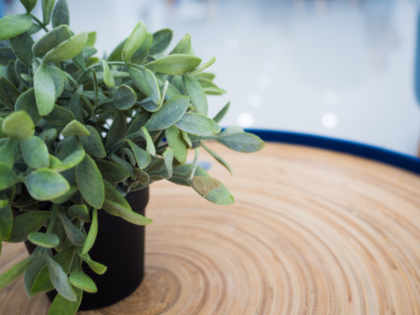 木桌上的小树。图片下载