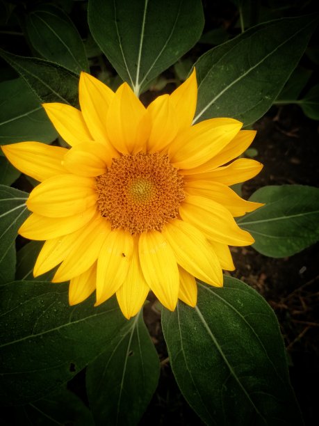 向日葵在早上图片下载