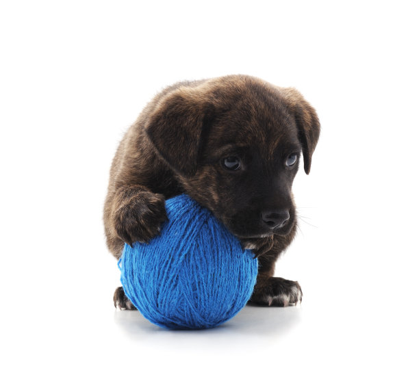 一只带着球的黑狗。图片下载