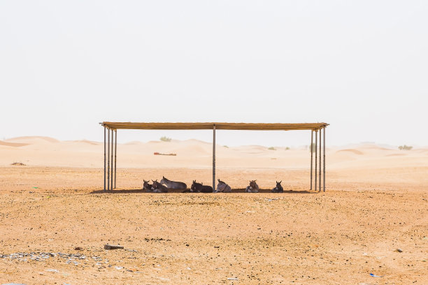 沙漠中的动物图片下载