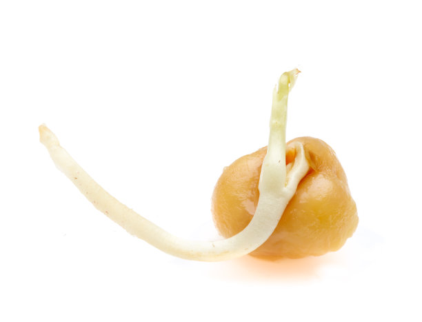 豌豆、发芽的种子图片下载