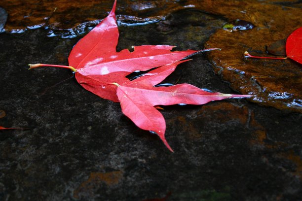 小溪里的红色枫叶图片下载