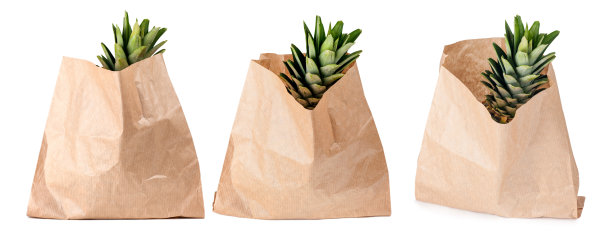 菠萝在棕色纸袋，伟大的设计为任何目的。孤立在白色背景上。一套三张照片图片下载