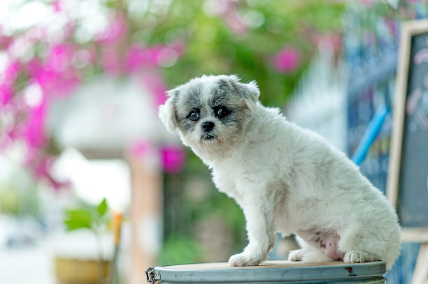 白色的狗图片，可爱的照片拍摄，爱狗的概念图片下载