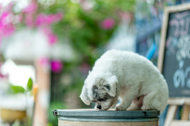 白色的狗图片，可爱的照片拍摄，爱狗的概念图片下载