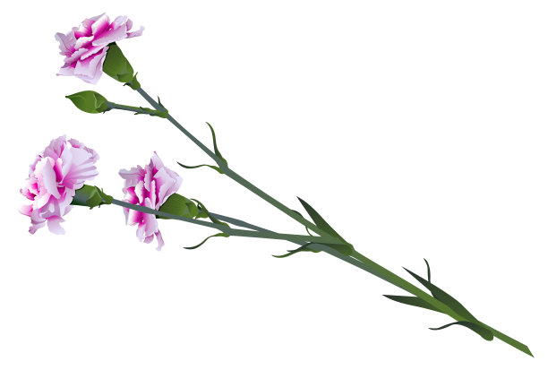 红色和白色康乃馨花束孤立在白色上图片下载