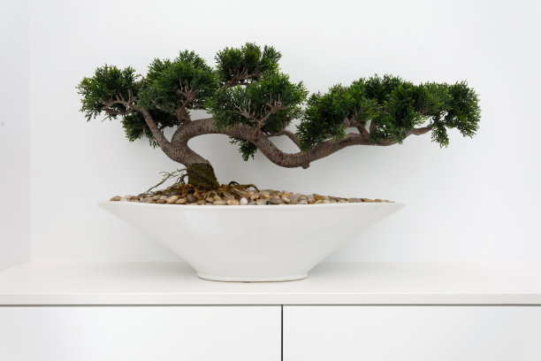 盆景树-家居装饰图片下载