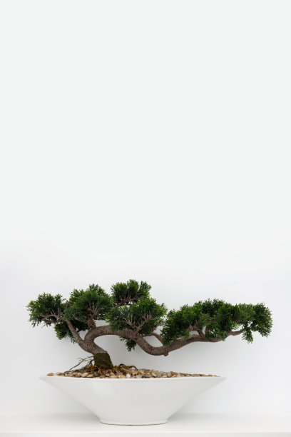 盆景树-家居装饰图片下载