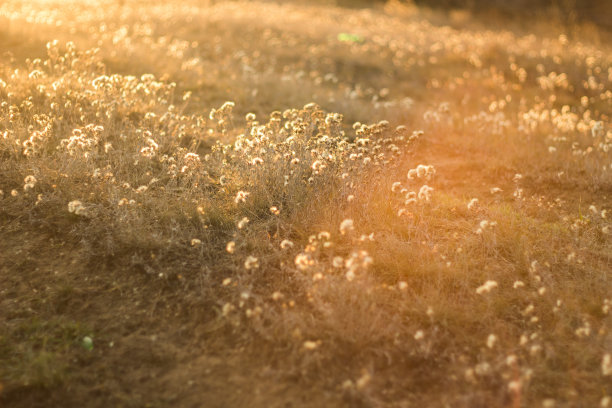 乡村景观与日出和道路。美丽的景色，夏天的田野和日落。Sepia复古色调照片背景草纹理选择焦点图片下载