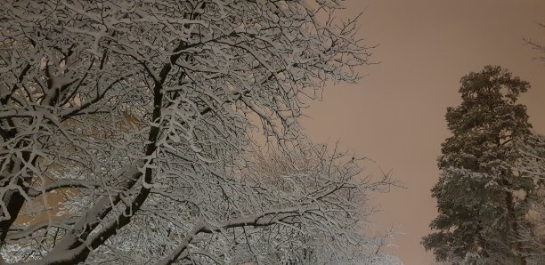 夜幕降临时，白雪覆盖的树梢图片下载