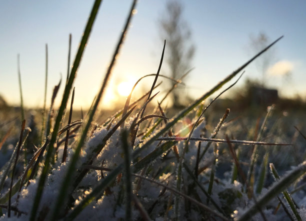 草下的雪图片下载