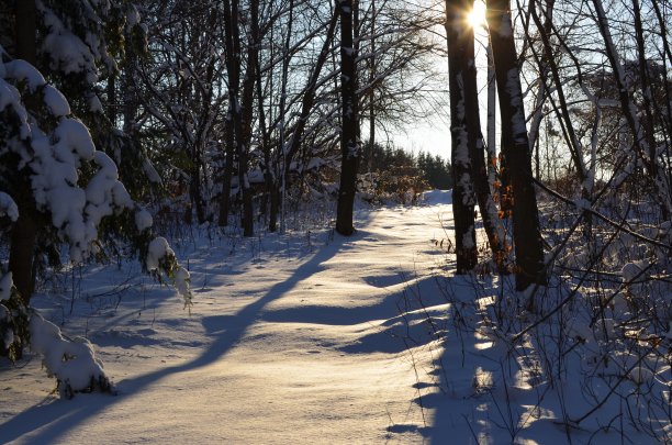 冬季森林图片下载