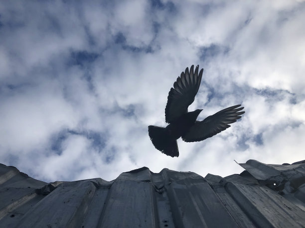 飞翔的鸽子。图片下载