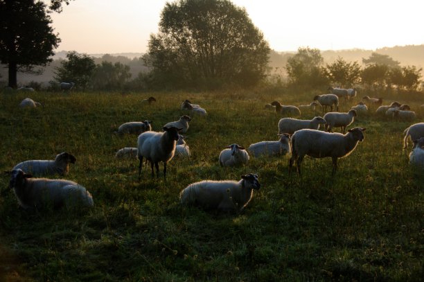 羊在轮廓图片下载