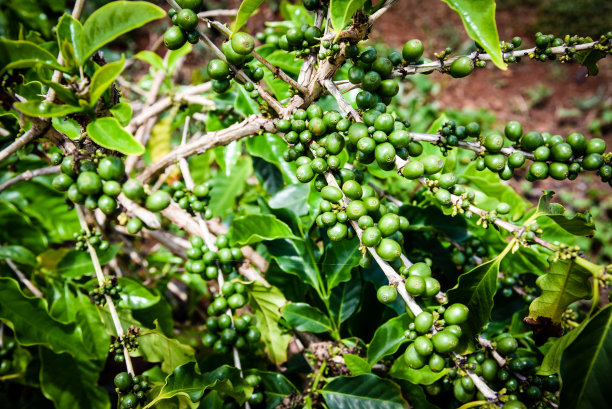 夏威夷咖啡种植园的咖啡植物图片下载