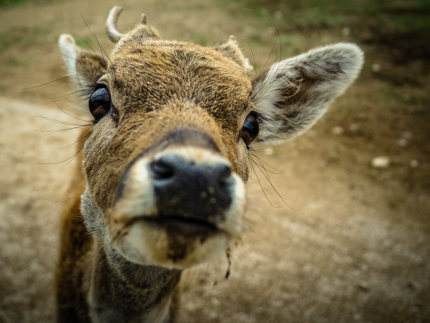 马鹿图片下载