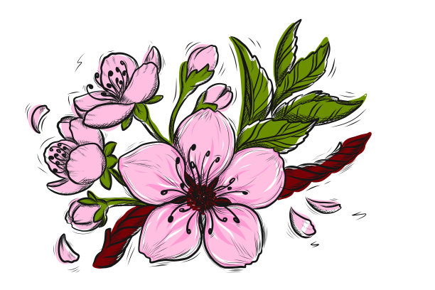 樱花矢量线艺术插图。樱花春季手绘素描季节性促销，销售，浪漫的贺卡，海报，横幅，印刷。孤立的花型没有背景图片下载