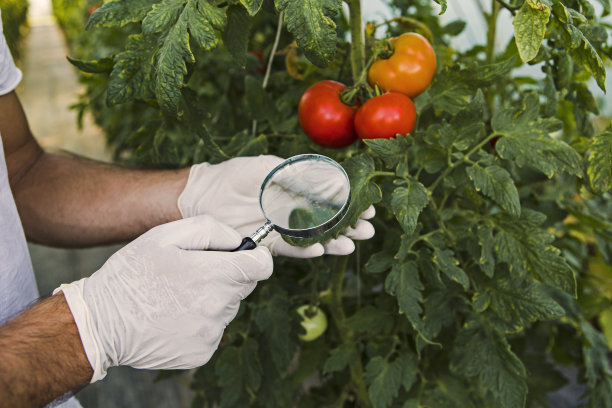 在温室中寻找番茄叶病害的园丁图片下载