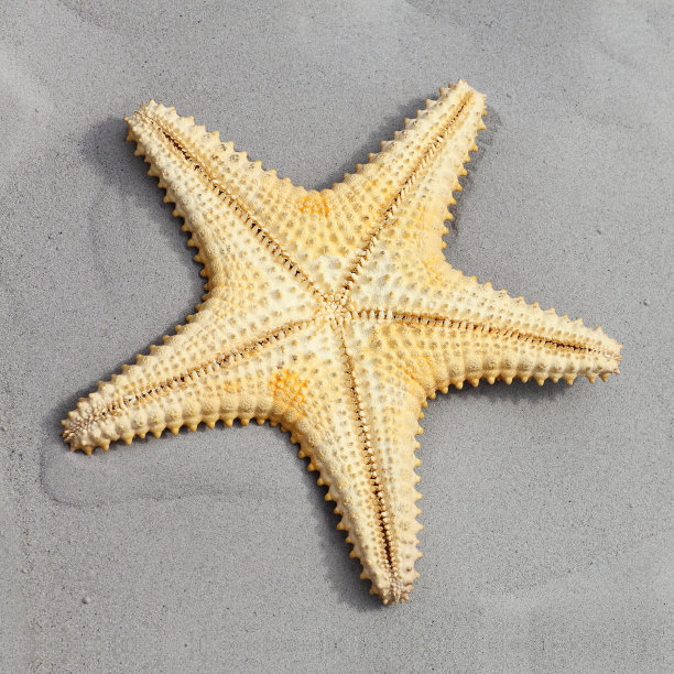 加勒比海海星-海滩上的海星。图片下载