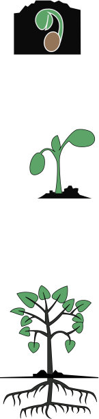 矢画发芽的谷粒、芽苗、植株图片下载