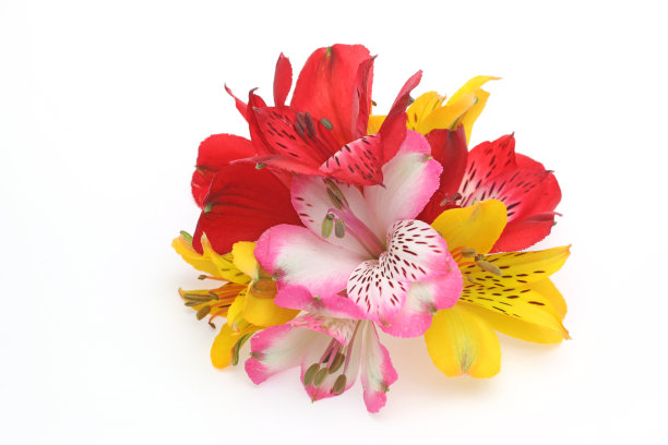 白色背景下的白花图片下载