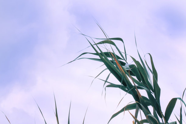 阳光明媚的春天或夏天的风景用芦苇的叶子映衬着蓝色的天空图片下载