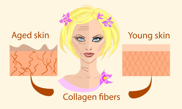 皮肤老化图。年轻肌肤紧致紧致，其胶原蛋白载体显示了脸部和两种皮肤类型图片下载