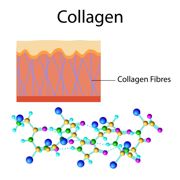 载体插图与胶原蛋白公式隔离在白色图片下载