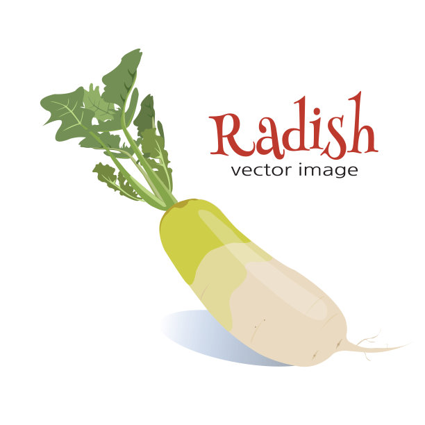 健康的大萝卜图片下载