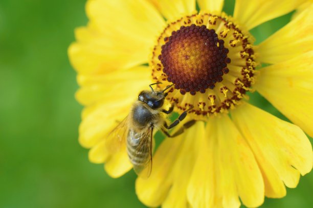 打喷嚏草花-氦，蜜蜂授粉秋天黄色的花图片下载