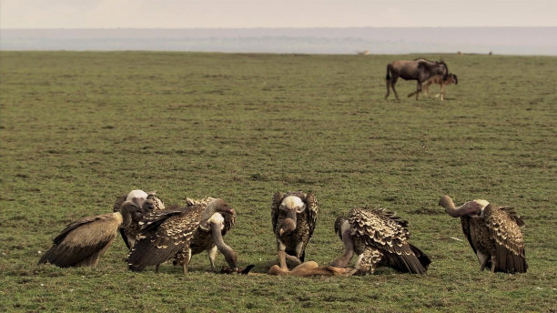 秃鹫-塞伦盖蒂野生动物保护区，Safari，坦桑尼亚，东非图片下载