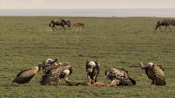 秃鹫-塞伦盖蒂野生动物保护区，Safari，坦桑尼亚，东非图片下载