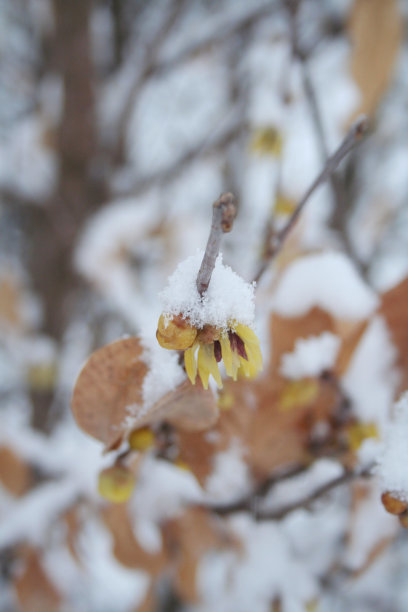 雪覆盖的开黄色花的梅花或萼花灌木。腊梅图片下载
